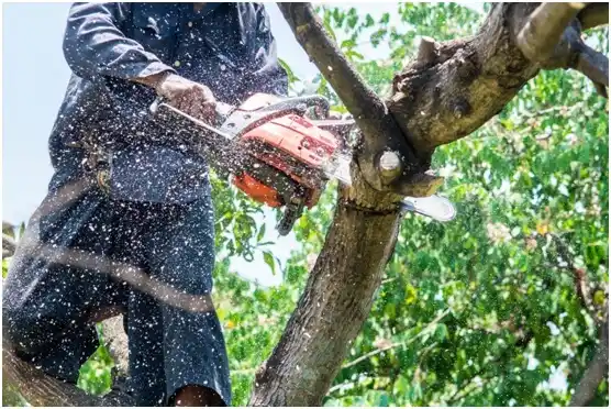 tree services Munday